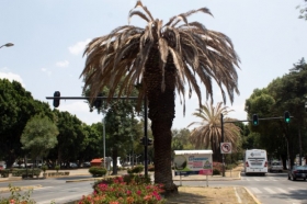 Continúa en marcha tratamiento para rescatar arbolado del municipio