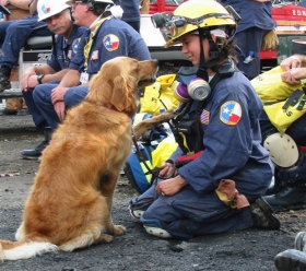 Perro rescatista