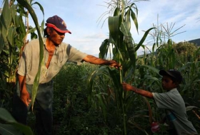 Productores de maíz