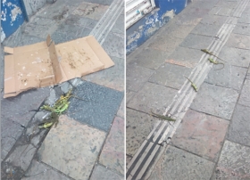 Se desconoce el motivo por el que llegaron ah&iacute;    