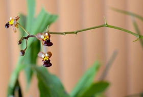 Diplomado en Plantas Medicinales