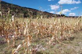 Afectaciones en mixteca poblana