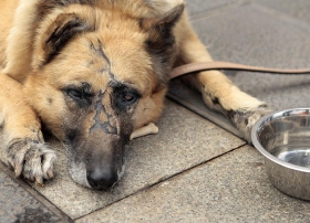 Se está trabajando en la creación de un padrón de mascotas e incluso analizando colocar un chip para el monitoreo de los animales