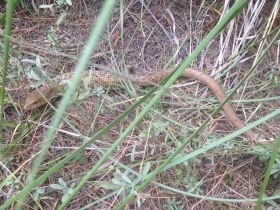 Son 3 serpientes cincuate (Pituophis deppei), 1 lagarto alicante del Popocatépetl (Barisia imbricata) y 1 tlacuache o zarigüeya común