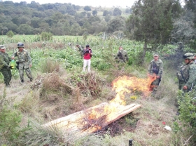 El hallazgo del plant&iacute;o constituye un hecho poco com&uacute;n en el estado